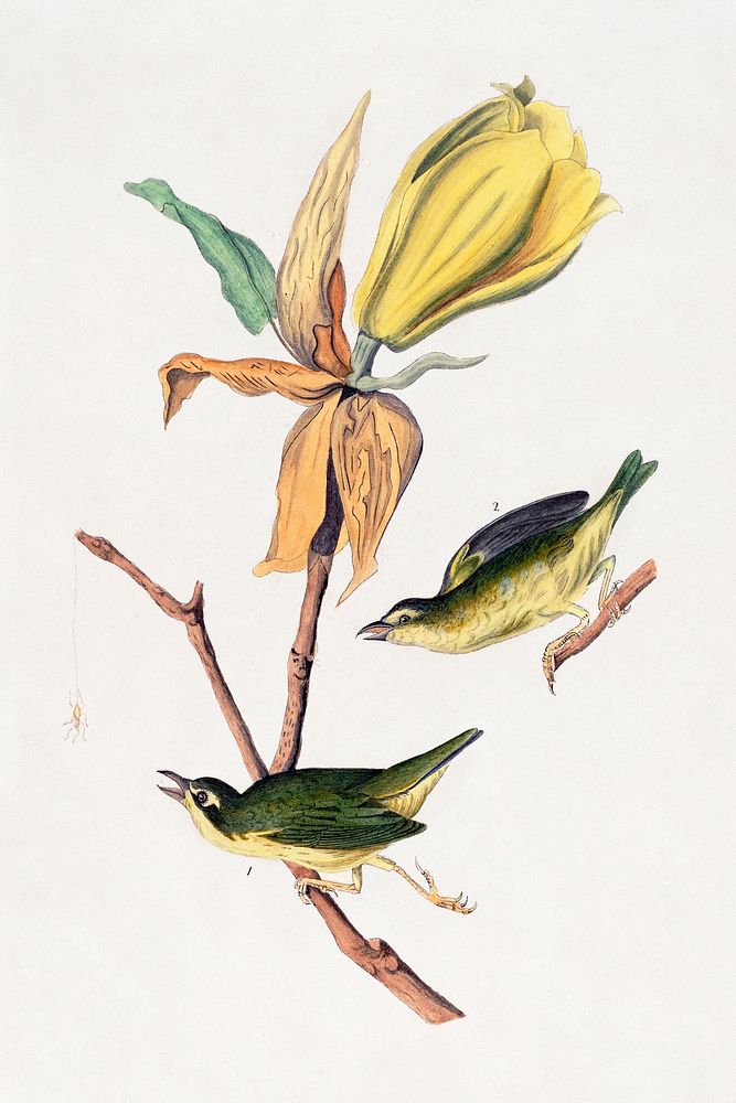 Kentucky Fly-catching Warbler (1830s) painting in high resolution by John Woodhouse Audubon. Original from the National…