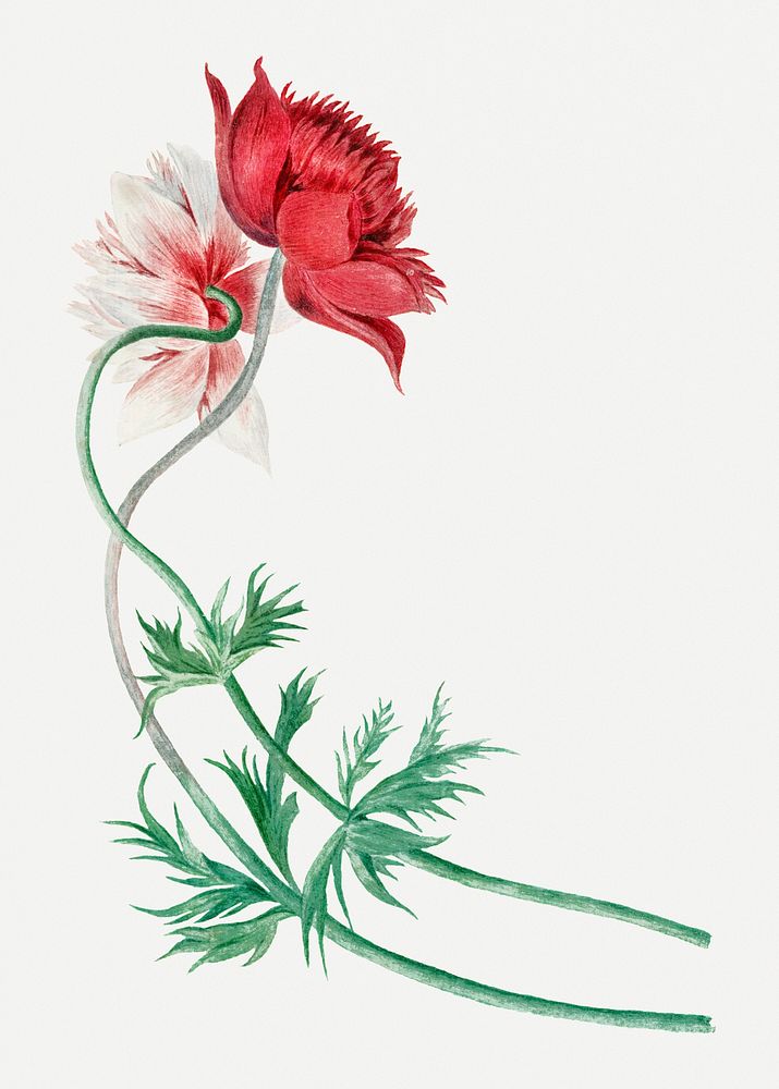 Red flower psd illustration, remixed from artworks by Michiel van Huysum