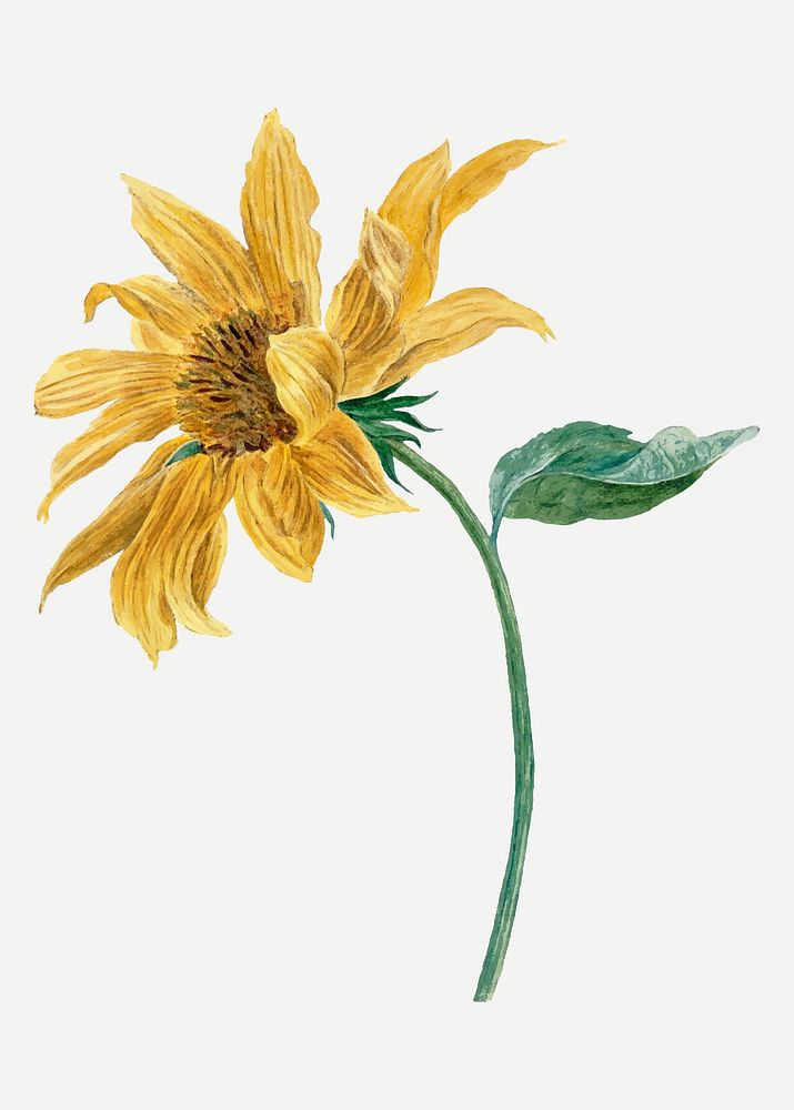 Sunflower illustration vector, remixed from artworks by Michiel van Huysum