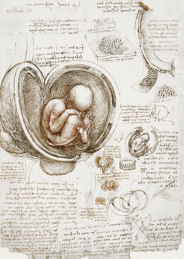 Leonardo da Vinci's Studies of the Foetus in the Womb (circa 1510 -1513) famous painting. Original from Wikimedia Commons.…