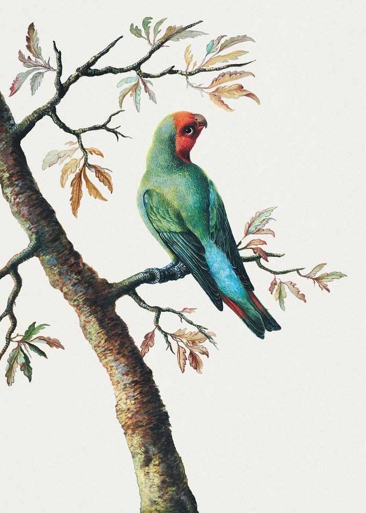 Vintage parrot sticker, bird illustration psd, remixed from the artworks by George Edwards