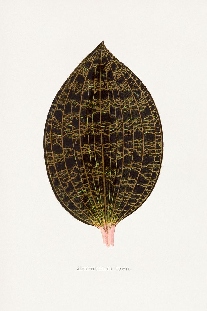 Ancectochilus Lowil leaf illustration.  Digitally enhanced from our own original 1865 edition of Les Plantes à Feuillage…