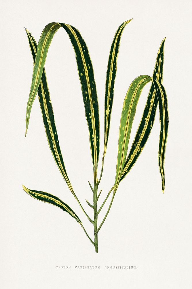 Croton Variegatum Angustifolium leaf illustration.  Digitally enhanced from our own original 1865 edition of Les Plantes à…