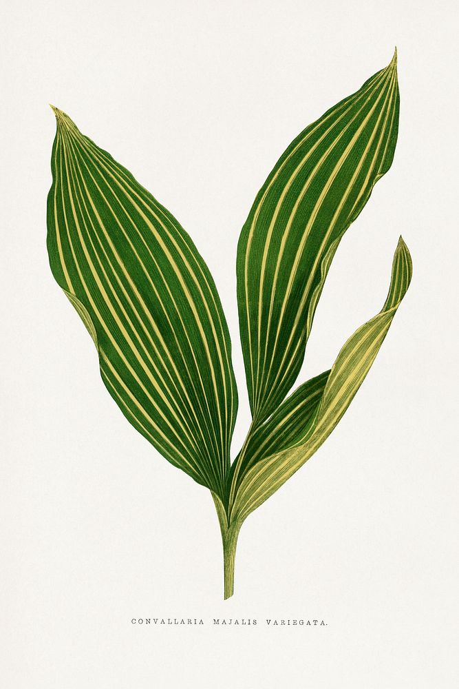 Lily of the valley leaf illustration.  Digitally enhanced from our own original 1865 edition of Les Plantes à Feuillage…
