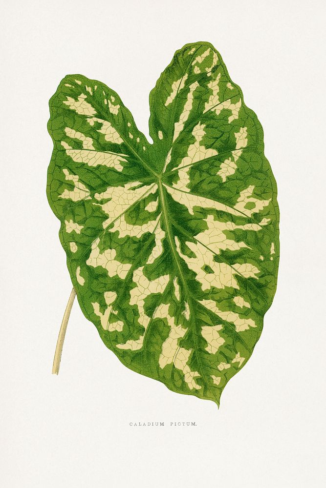 Caladium Pictum leaf illustration.  Digitally enhanced from our own original 1865 edition of Les Plantes à Feuillage Coloré…