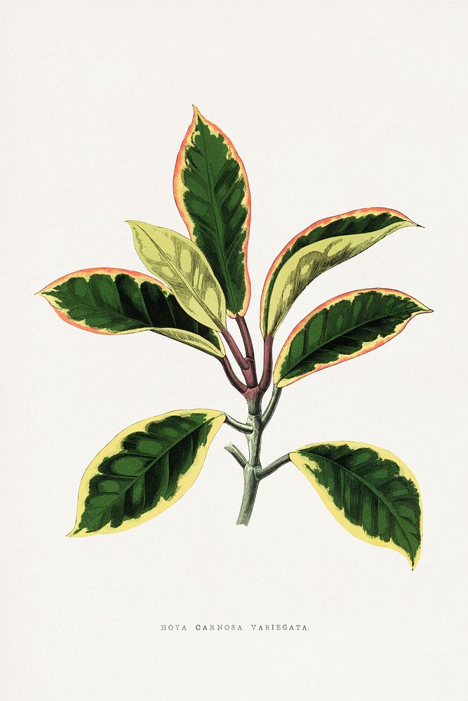Green Hoya Carnosa Variegata leaf illustration.  Digitally enhanced from our own original 1865 edition of Les Plantes à…