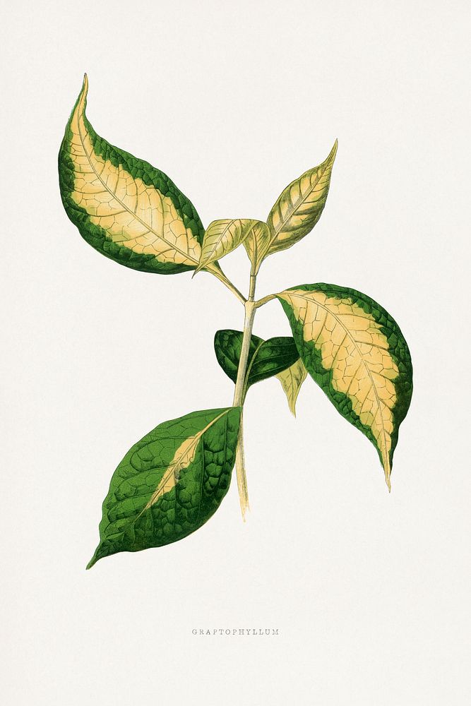 Graptophyllum Pictum leaf illustration.  Digitally enhanced from our own original 1865 edition of Les Plantes à Feuillage…