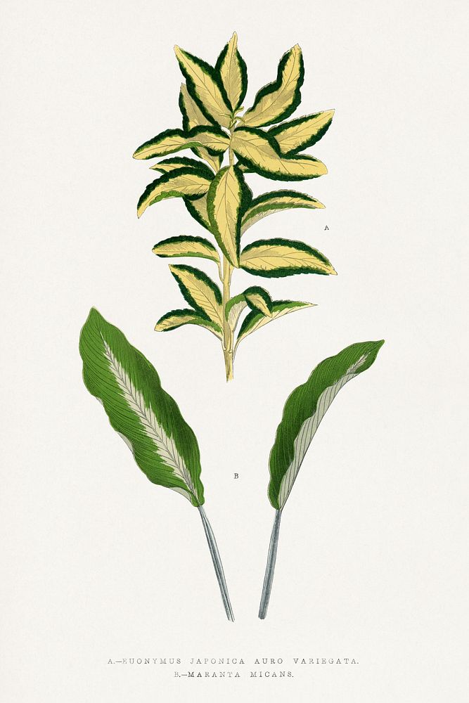 Euonymus Japonica Auro Aariegata leaf illustration.  Digitally enhanced from our own original 1865 edition of Les Plantes à…