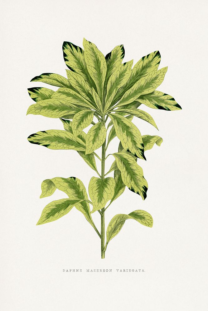Green Daphne leaf illustration.  Digitally enhanced from our own original 1865 edition of Les Plantes à Feuillage Coloré by…