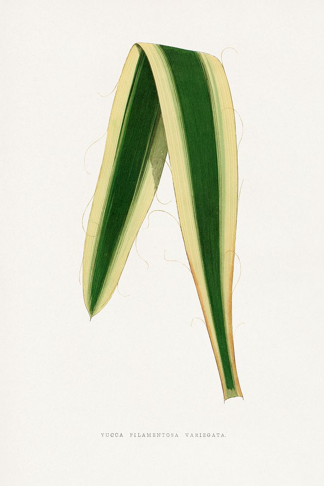 Green Yucca Filamentosa Variegata leaf illustration.  Digitally enhanced from our own original 1865 edition of Les Plantes à…