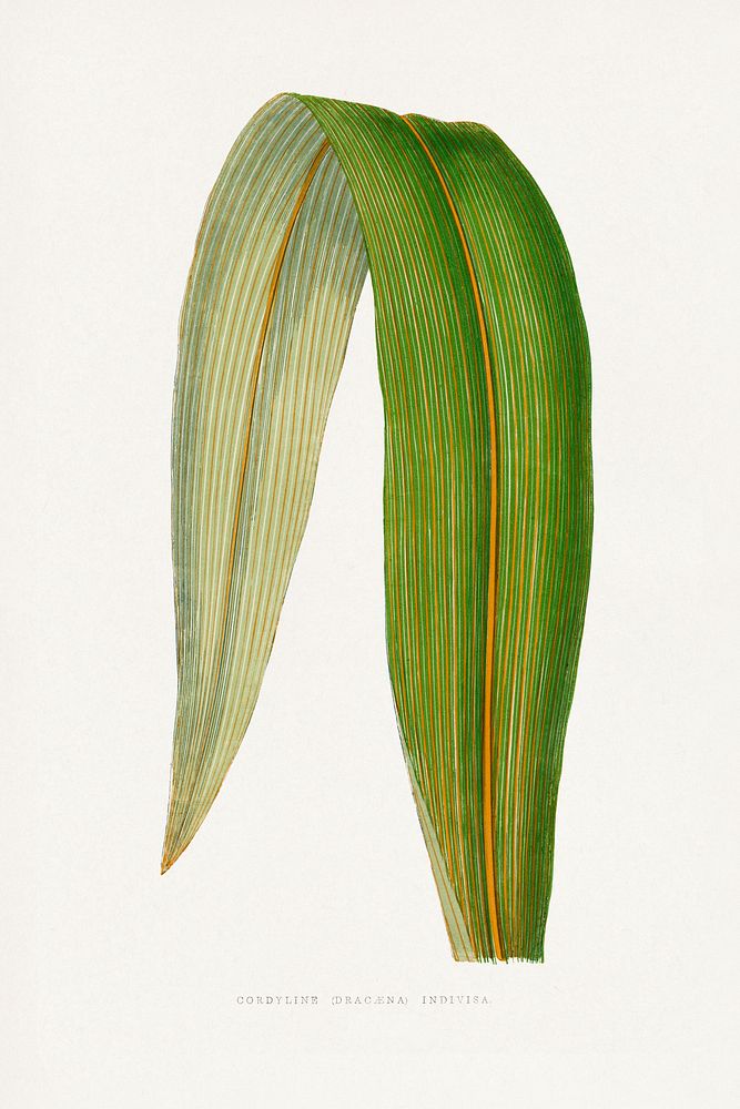 Dracaena leaf illustration.  Digitally enhanced from our own original 1865 edition of Les Plantes à Feuillage Coloré by…