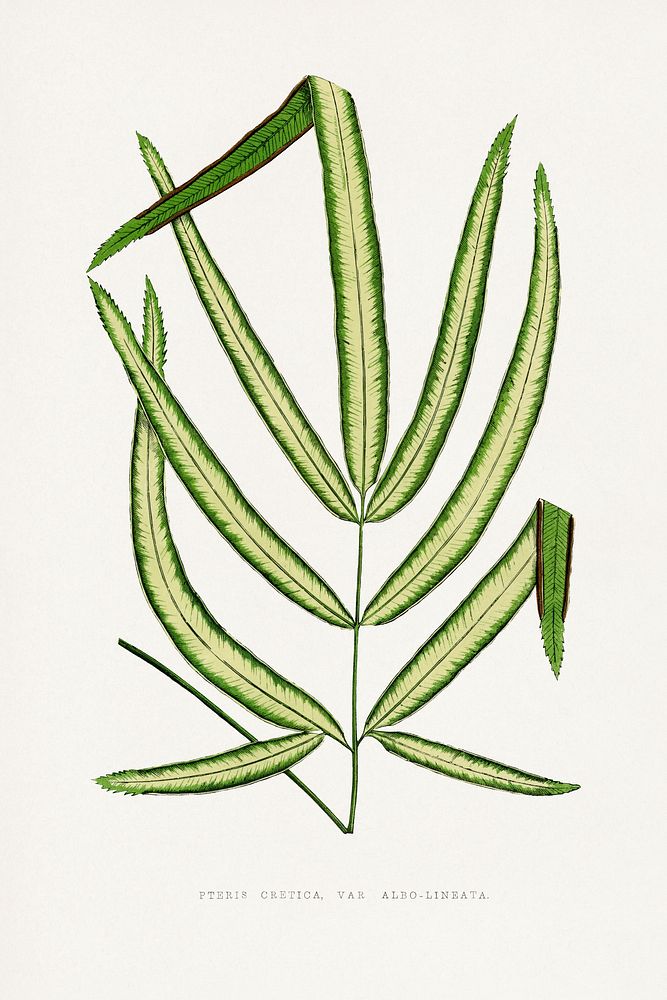 Pteris Cretica leaf illustration.  Digitally enhanced from our own original 1865 edition of Les Plantes à Feuillage Coloré…