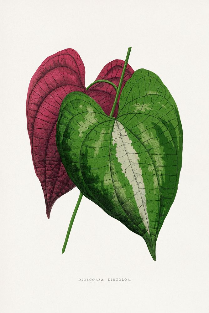 Dioscorea leaf illustration.  Digitally enhanced from our own original 1865 edition of Les Plantes à Feuillage Coloré by…
