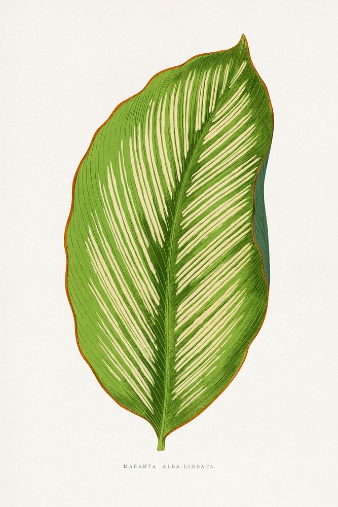 Maranta Alba Lineata leaf illustration.  Digitally enhanced from our own original 1865 edition of Les Plantes à Feuillage…