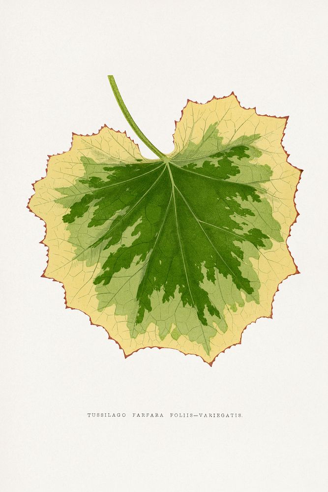 Tussilago Farfara Foliis Variegatis leaf illustration.  Digitally enhanced from our own original 1865 edition of Les Plantes…