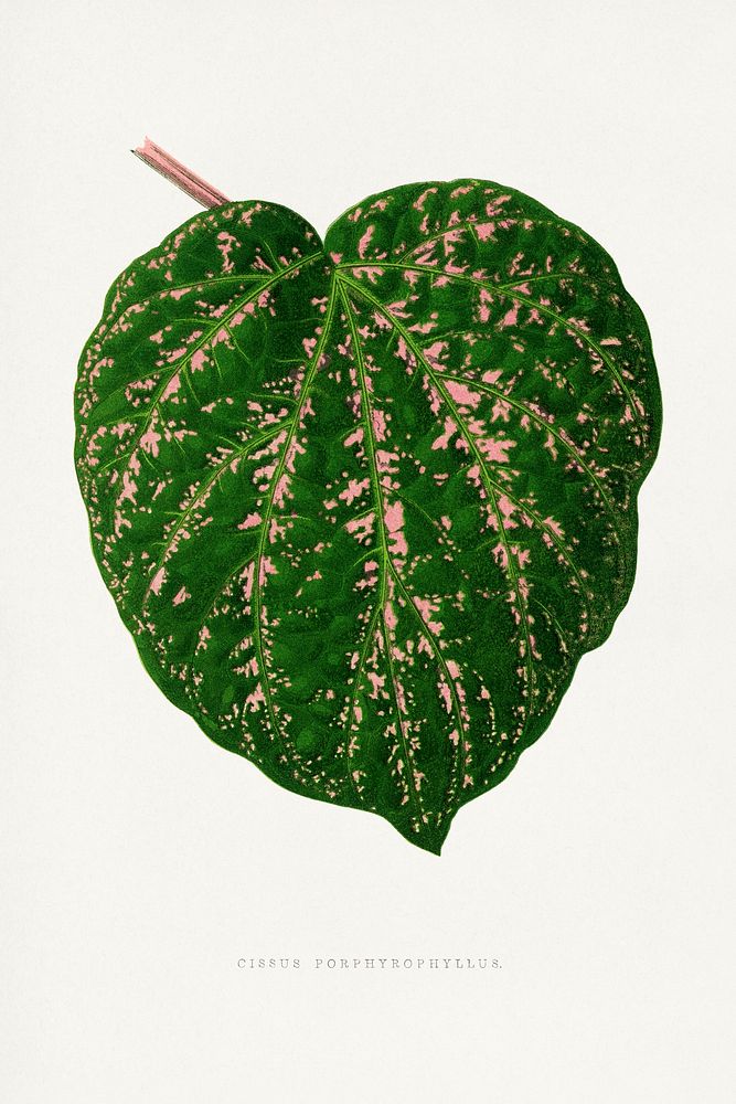 Cissus Porphyrophyllus leaf illustration.  Digitally enhanced from our own original 1865 edition of Les Plantes à Feuillage…