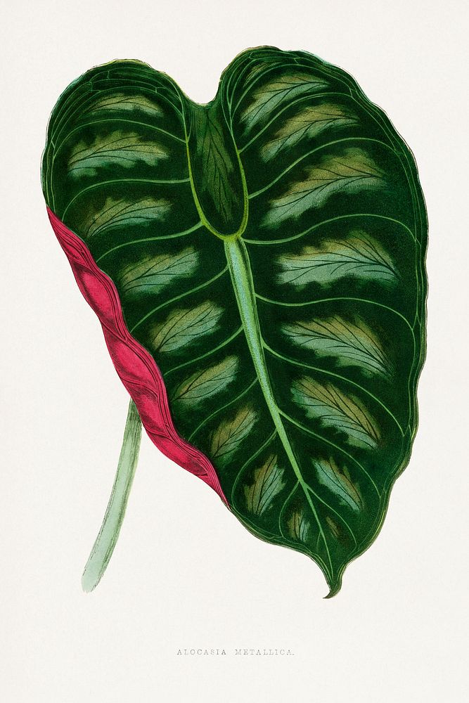 Alocasia Metallica leaf illustration.  Digitally enhanced from our own original 1865 edition of Les Plantes à Feuillage…