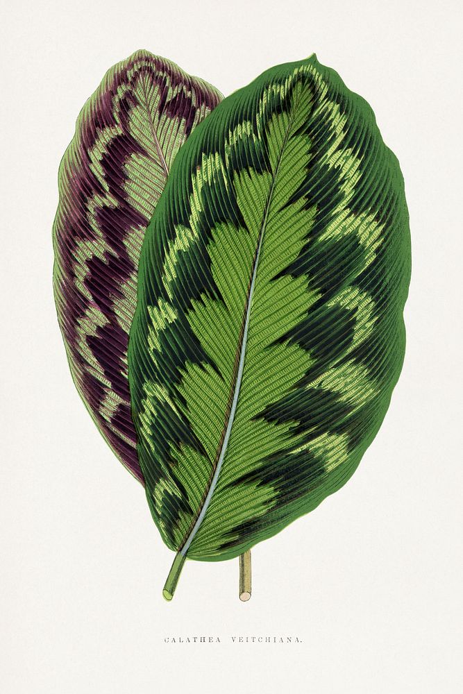 Calathea Veitchiana leaf illustration.  Digitally enhanced from our own original 1865 edition of Les Plantes à Feuillage…