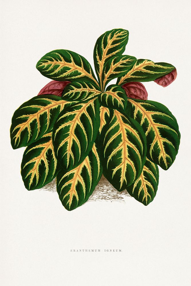 Green Eranthemum Igneum leaf illustration.  Digitally enhanced from our own original 1865 edition of Les Plantes à Feuillage…
