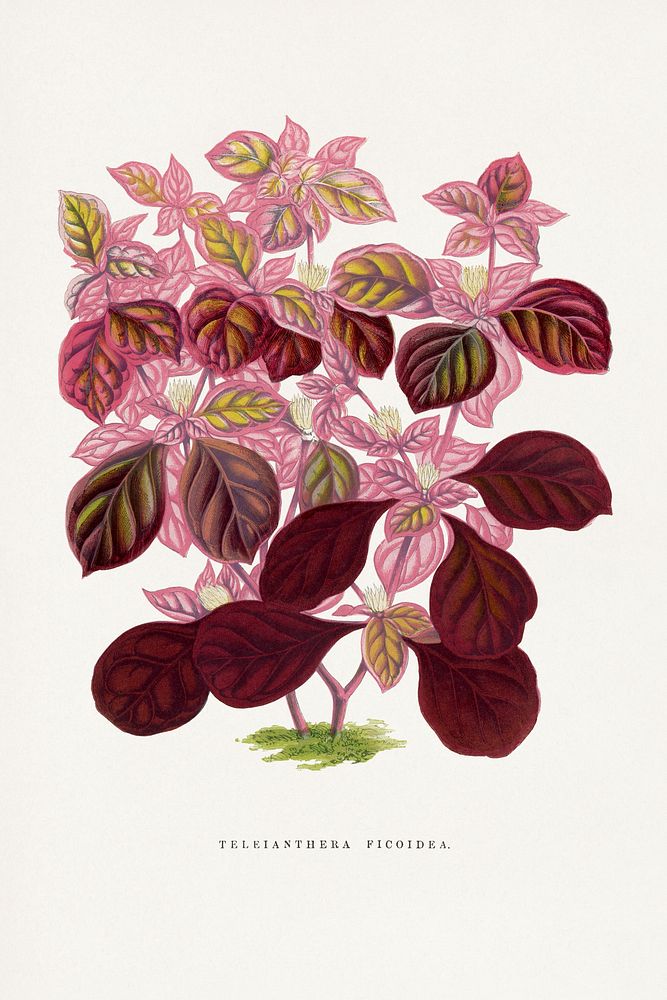 Pink Teleianthera Ficoidea leaf illustration.  Digitally enhanced from our own original 1865 edition of Les Plantes à…