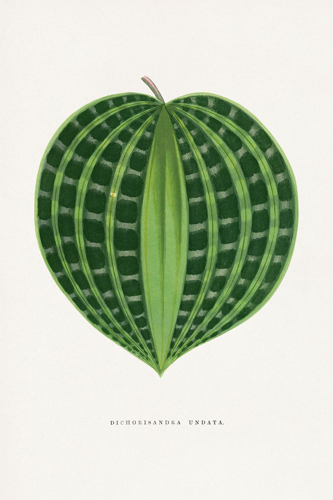 Dichorisandra Undata leaf illustration.  Digitally enhanced from our own original 1865 edition of Les Plantes à Feuillage…