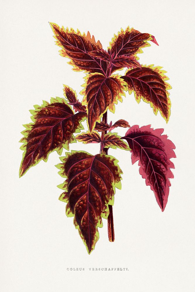 Pink Coleus leaf illustration.  Digitally enhanced from our own original 1865 edition of Les Plantes à Feuillage Coloré by…