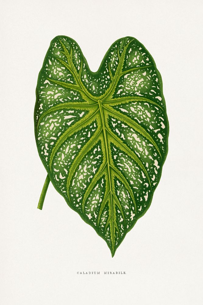 Green Caladium Mirabile leaf illustration.  Digitally enhanced from our own original 1865 edition of Les Plantes à Feuillage…