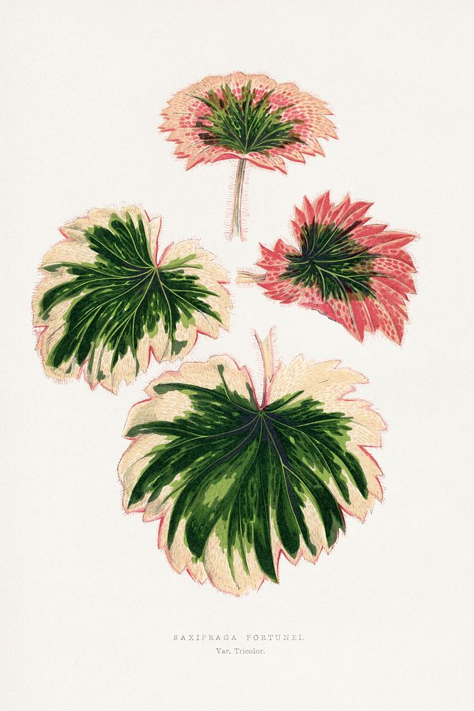 Saxifraga Fortunei leaf illustration.  Digitally enhanced from our own original 1865 edition of Les Plantes à Feuillage…