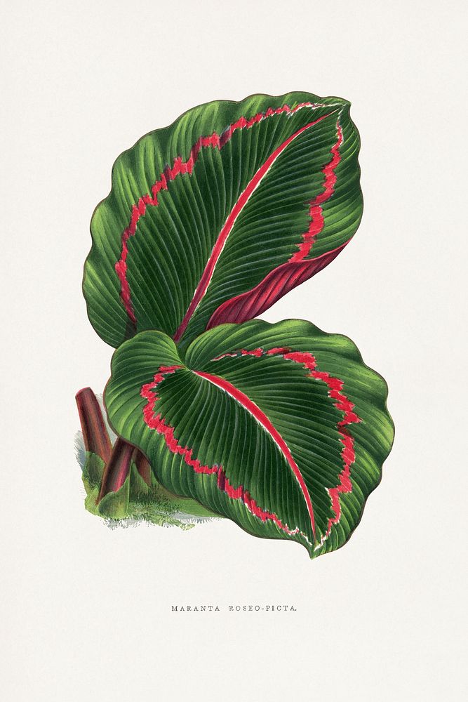 Green corona player plant illustration.  Digitally enhanced from our own original 1865 edition of Les Plantes à Feuillage…