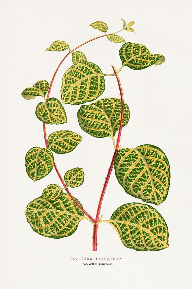 Green Lonicera Brachypoda leaf illustration.  Digitally enhanced from our own original 1865 edition of Les Plantes à…