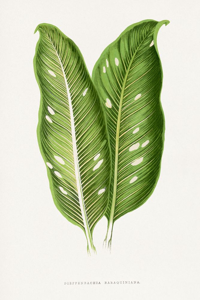 Green Dieffenbachia Baraquiniana leaf illustration.  Digitally enhanced from our own original 1865 edition of Les Plantes à…