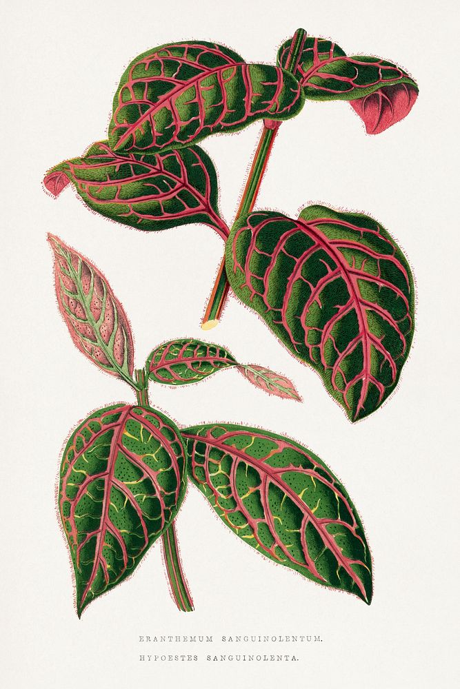 Green Eranthemum leaf illustration.  Digitally enhanced from our own original 1865 edition of Les Plantes à Feuillage Coloré…