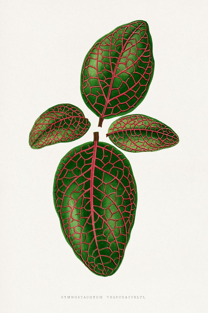 Green nerve plant leaf illustration.  Digitally enhanced from our own original 1865 edition of Les Plantes à Feuillage…