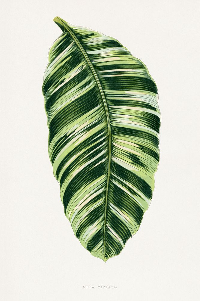 Green Musa Vittata leaf illustration.  Digitally enhanced from our own original 1865 edition of Les Plantes à Feuillage…
