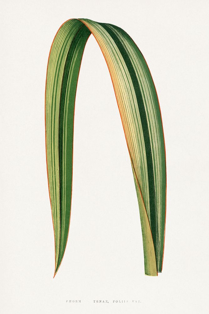 Green Phormium Tenax leaf illustration.  Digitally enhanced from our own original 1865 edition of Les Plantes à Feuillage…
