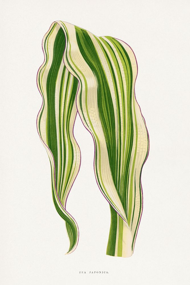 Green Zea Japonica leaf illustration.  Digitally enhanced from our own original 1865 edition of Les Plantes à Feuillage…