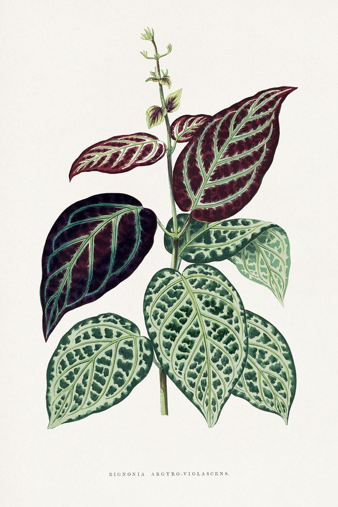 Green Bignonia Argyro Violascens leaf illustration.  Digitally enhanced from our own original 1865 edition of Les Plantes à…