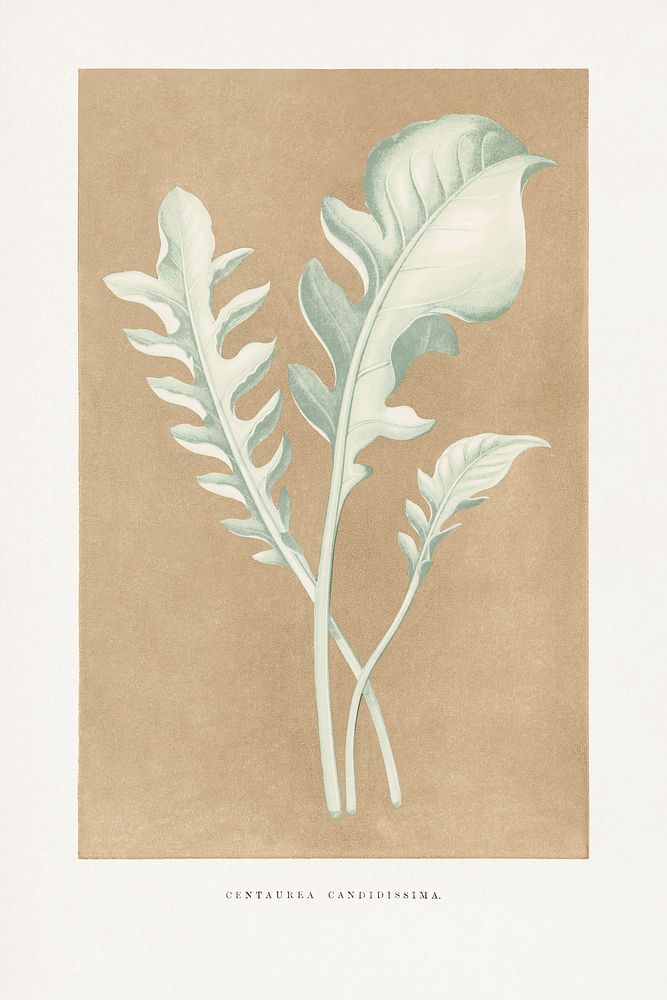 Centaurea Candidissima leaf illustration.  Digitally enhanced from our own original 1865 edition of Les Plantes à Feuillage…