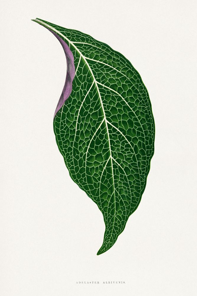 Green Adelaster Albivenis leaf illustration.  Digitally enhanced from our own original 1865 edition of Les Plantes à…