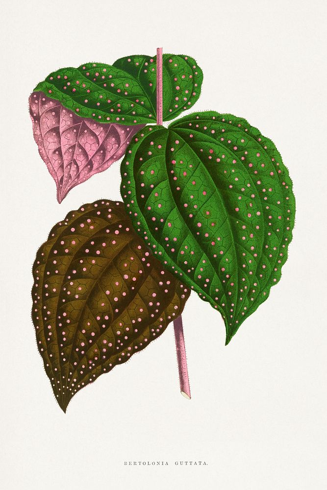 Green Bertolonia Guttata leaf illustration.  Digitally enhanced from our own original 1865 edition of Les Plantes à…