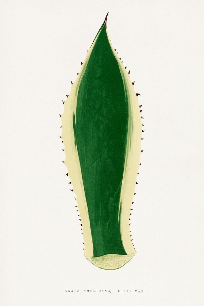 Green agave leaf illustration.  Digitally enhanced from our own original 1865 edition of Les Plantes à Feuillage Coloré by…