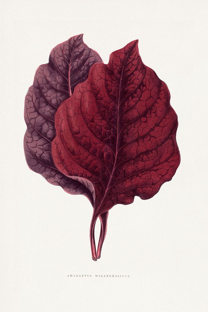 Pink Amarantus leaf illustration.  Digitally enhanced from our own original 1865 edition of Les Plantes à Feuillage Coloré…