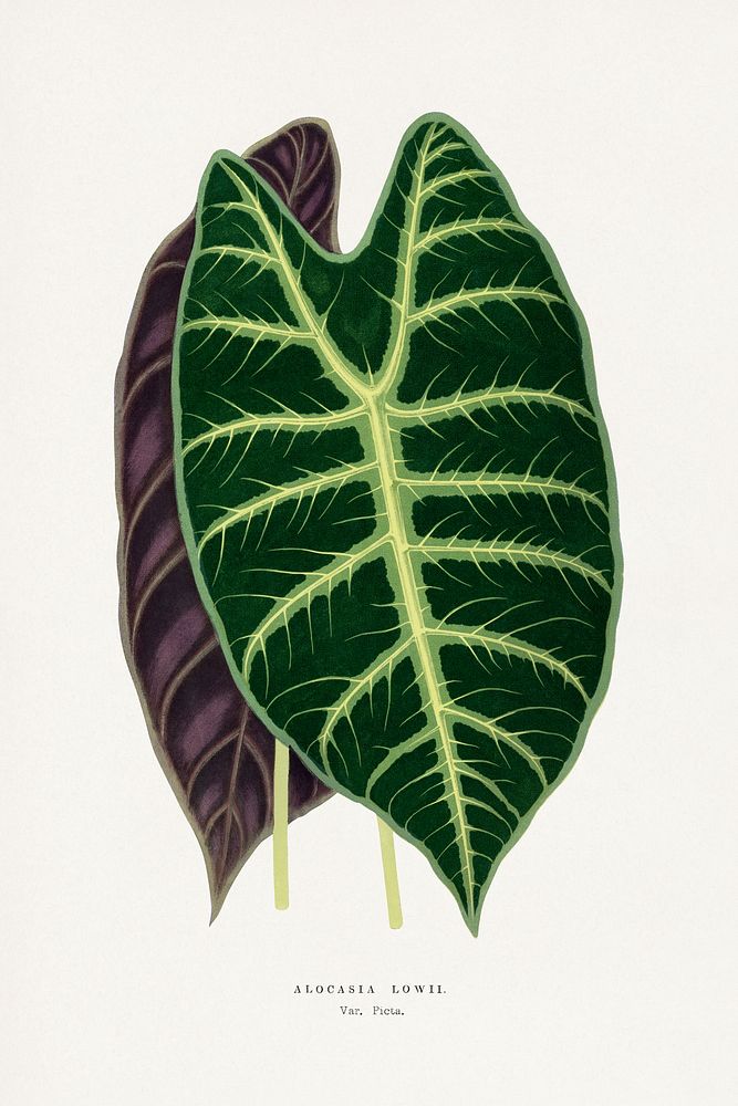Alocasia leaf illustration.  Digitally enhanced from our own original 1865 edition of Les Plantes à Feuillage Coloré by…