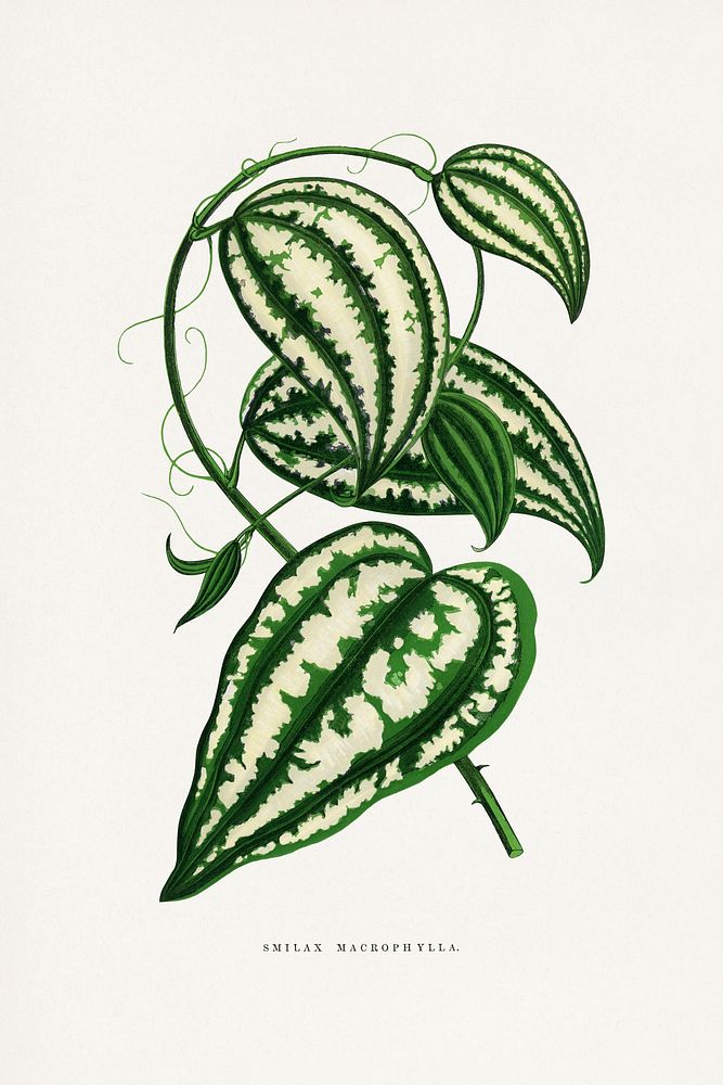 Smilax Macrophylla leaf illustration.  Digitally enhanced from our own original 1865 edition of Les Plantes à Feuillage…