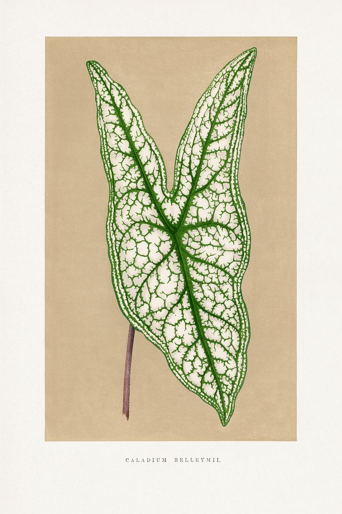Green Caladium Belleymii leaf illustration.  Digitally enhanced from our own original 1865 edition of Les Plantes à…