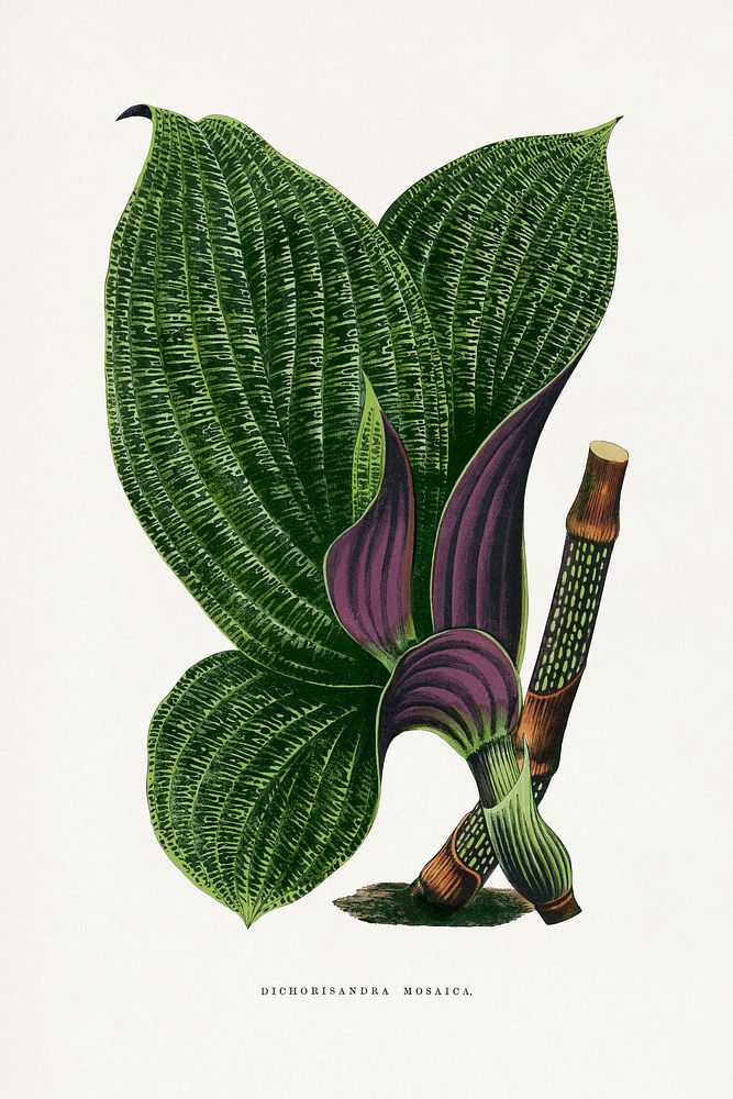 Green Dichorisandra Mosaica leaf illustration.  Digitally enhanced from our own original 1865 edition of Les Plantes à…
