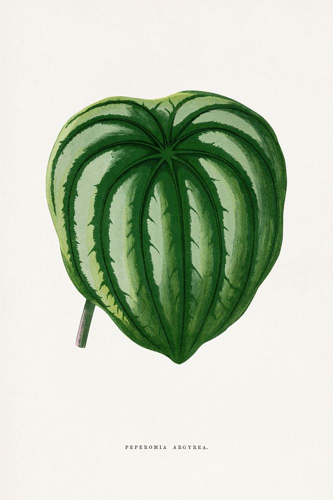 Green Peperomia Argyrea leaf illustration.  Digitally enhanced from our own original 1865 edition of Les Plantes à Feuillage…