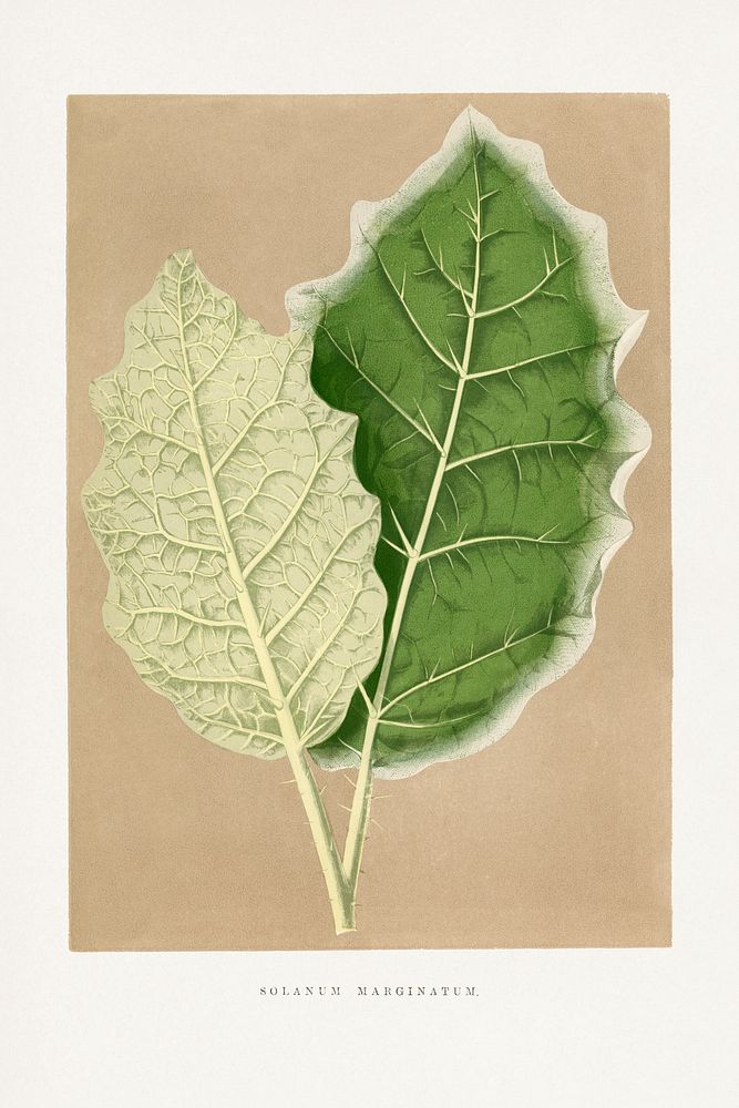Green Solanum Marginatum leaf illustration.  Digitally enhanced from our own original 1865 edition of Les Plantes à…