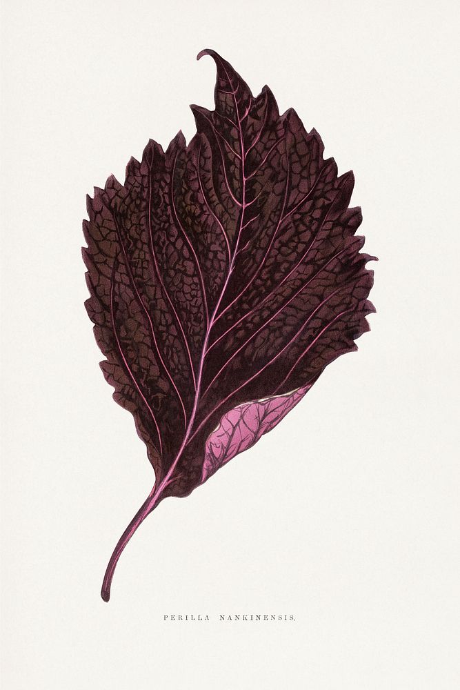 Pink Perilla Nankinensis leaf illustration.  Digitally enhanced from our own original 1865 edition of Les Plantes à…