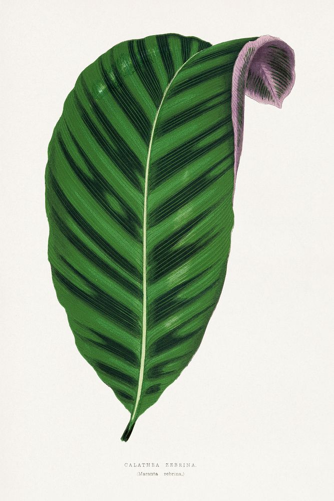 Calathea zebrina leaf illustration.  Digitally enhanced from our own original 1865 edition of Les Plantes à Feuillage Coloré…